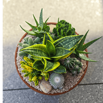 Low maintenance plant bowl featuring succulents and cacti – perfect gift delivered straight to your doorstep.