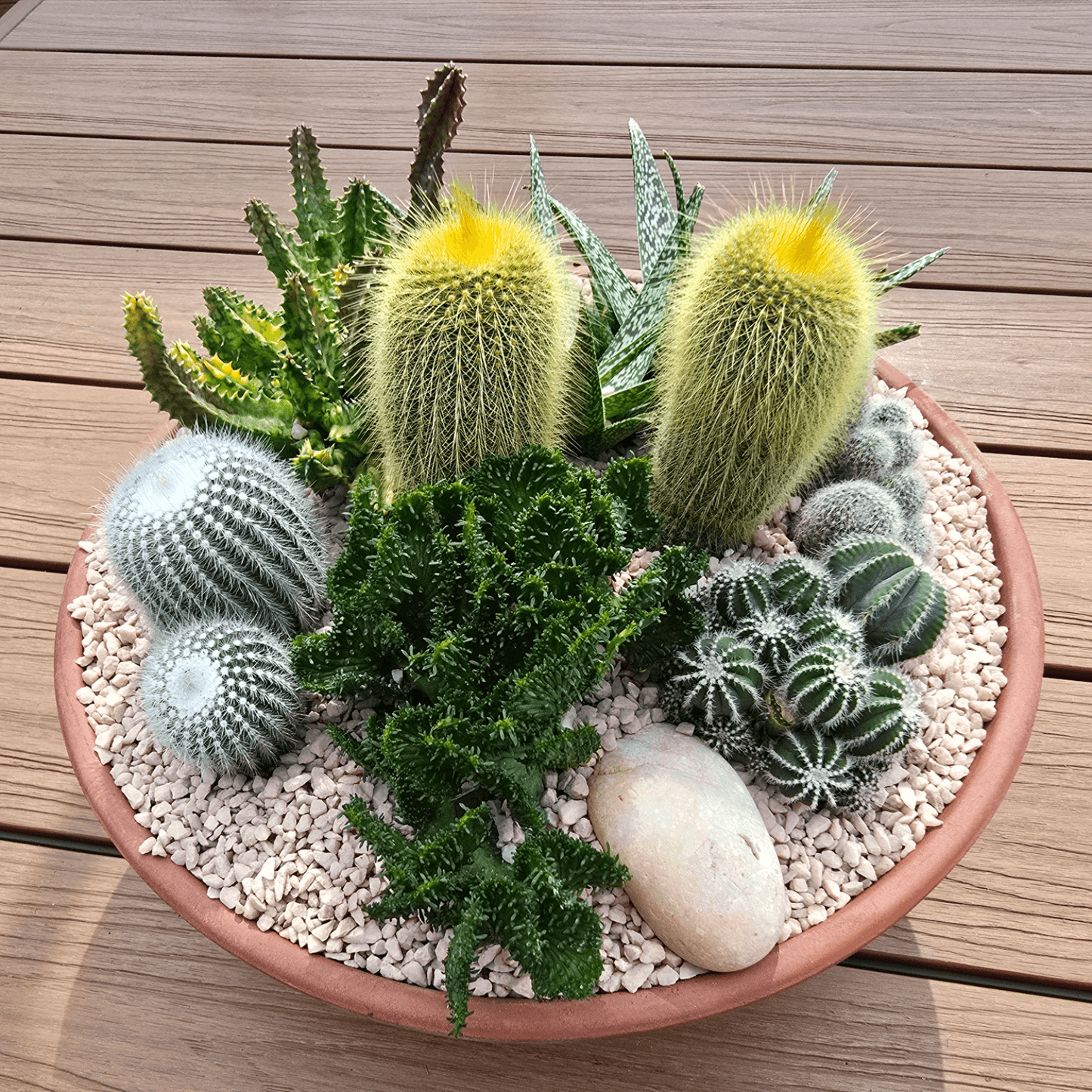 succulent plants brisbane Gift Idea- Cactus and Succulent Bowl, Low-Maintenance Gift – Jungle Joy Plants and Co