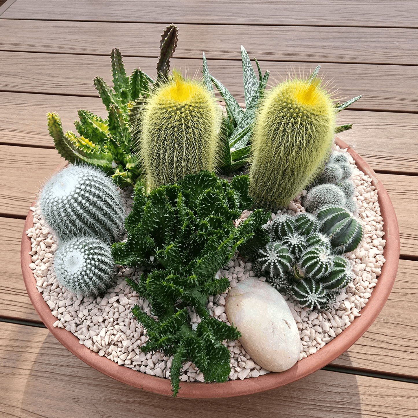 Low maintenance succulent and cactus planted bowl – easy to care for, perfect gift idea with delivery straight to your door. Brisbane Gift, 