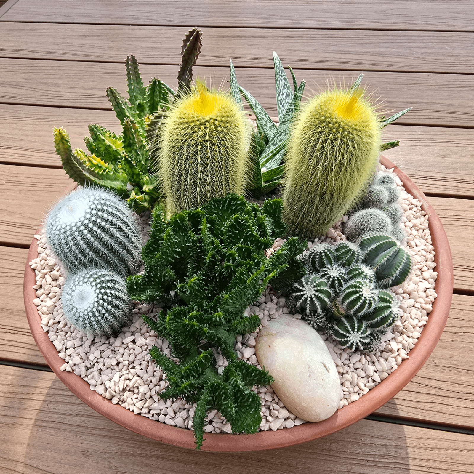 Low maintenance succulent and cactus planted bowl – easy to care for, perfect gift idea with delivery straight to your door. Brisbane Gift, 