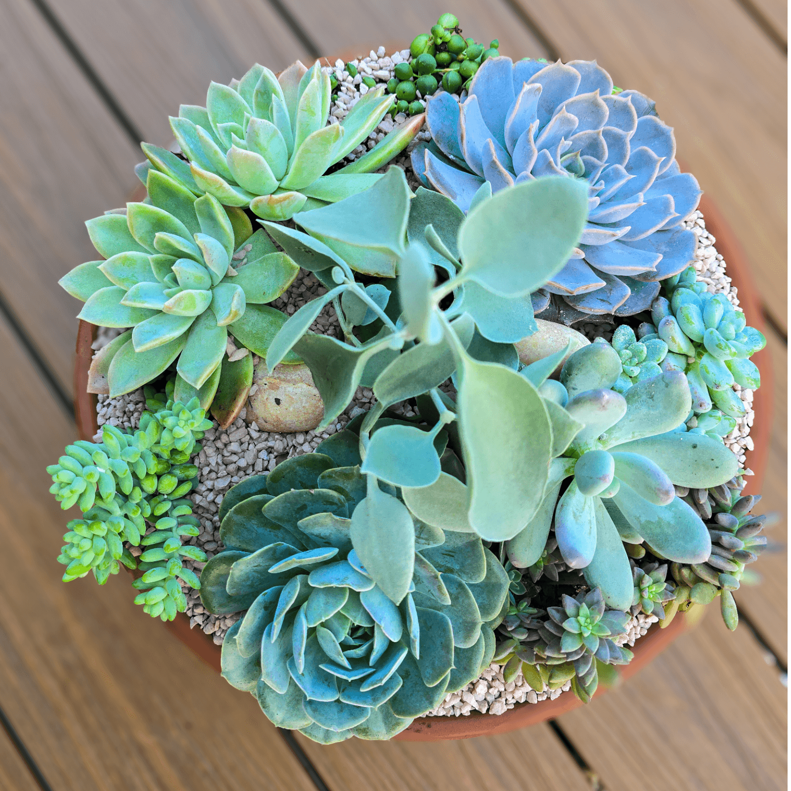 succulent plants brisbane Succulent Bowl – Handcrafted in Brisbane & Delivered . – Jungle Joy Plants and Co