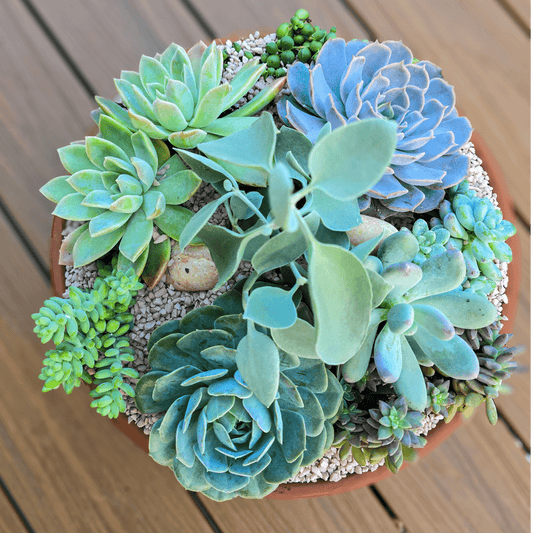 Handcrafted succulent bowl with mixed low-maintenance plants.  Easy-care plant arrangement delivered straight to your door.  Planted Succulent Bowl Brisbane.  