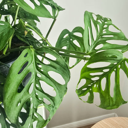 Close-up Swiss Cheese Plant Monstera Adasonii plant with large green leaves against a neutral background. Showing beautiful leaves hole and patterns.  