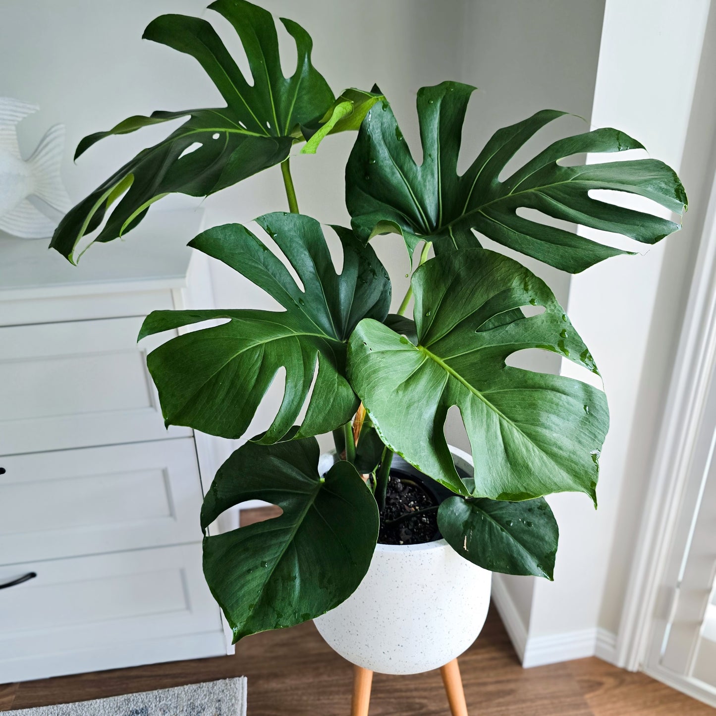 swiss cheese plant live Monstera Swiss Cheese Plant – Stylish Indoor Air-Purifying Beauty – Jungle Joy Plants and Co