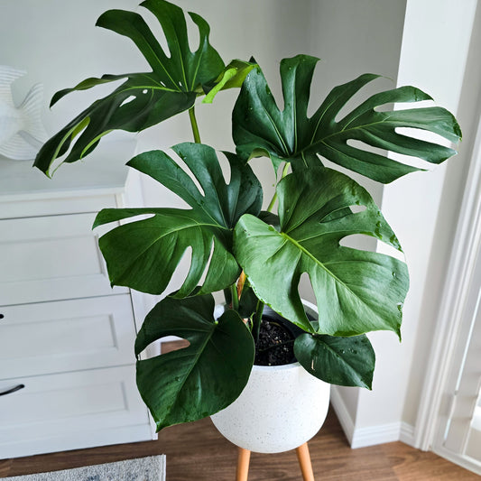 Mostera Deliciosa Brisbane, Easy to care Swiss Cheese Plant 