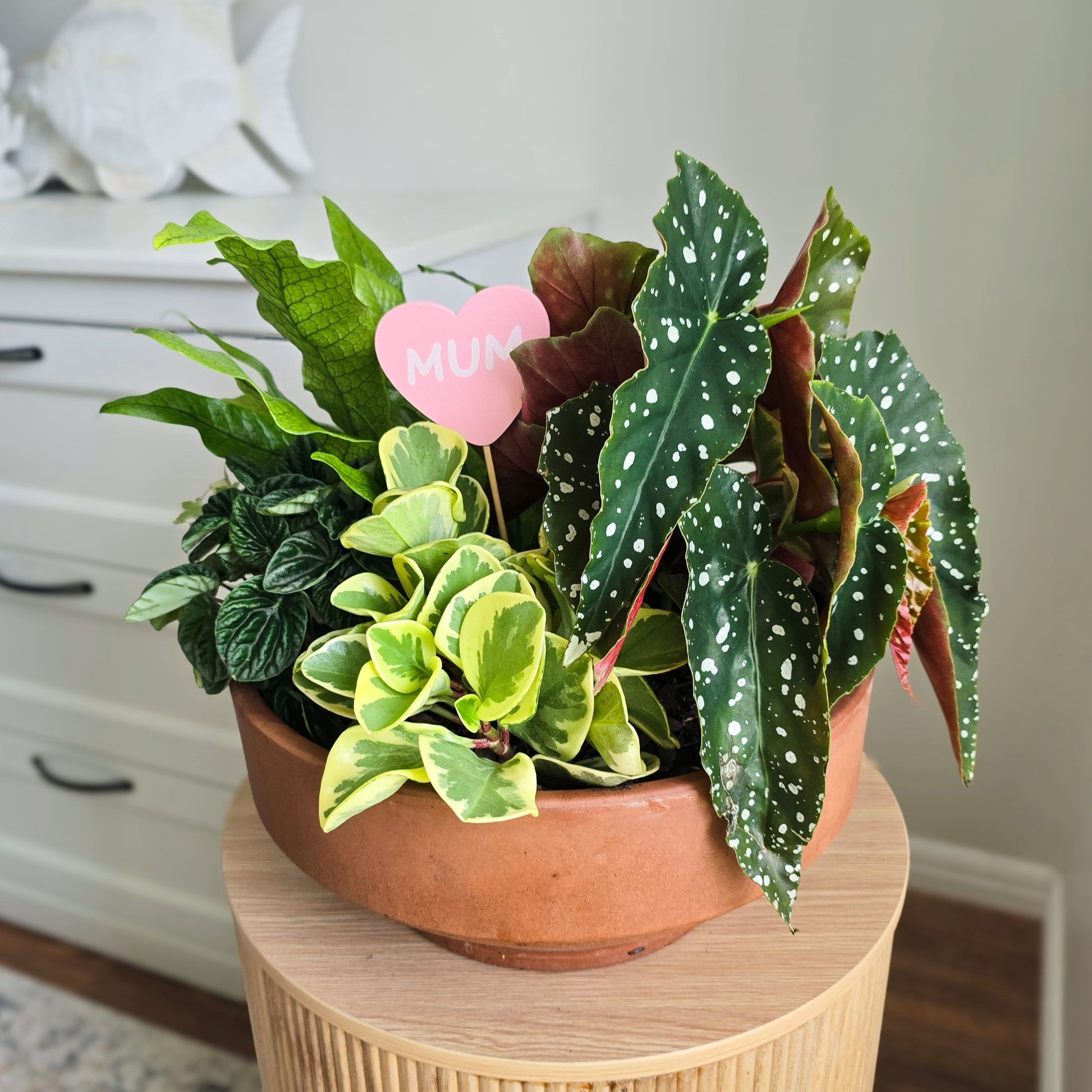 Foliage Bowl Mother's Day Gift Idea, featuring Begonia Maculata, peperomias and fern i terracotta bowl on timber table in white bright indoor area, 