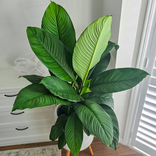 Peace Lily ‘Sensation indoor plant Brisbane  in white indoor pot on wooden legs in a room with white furniture and wooden floor 