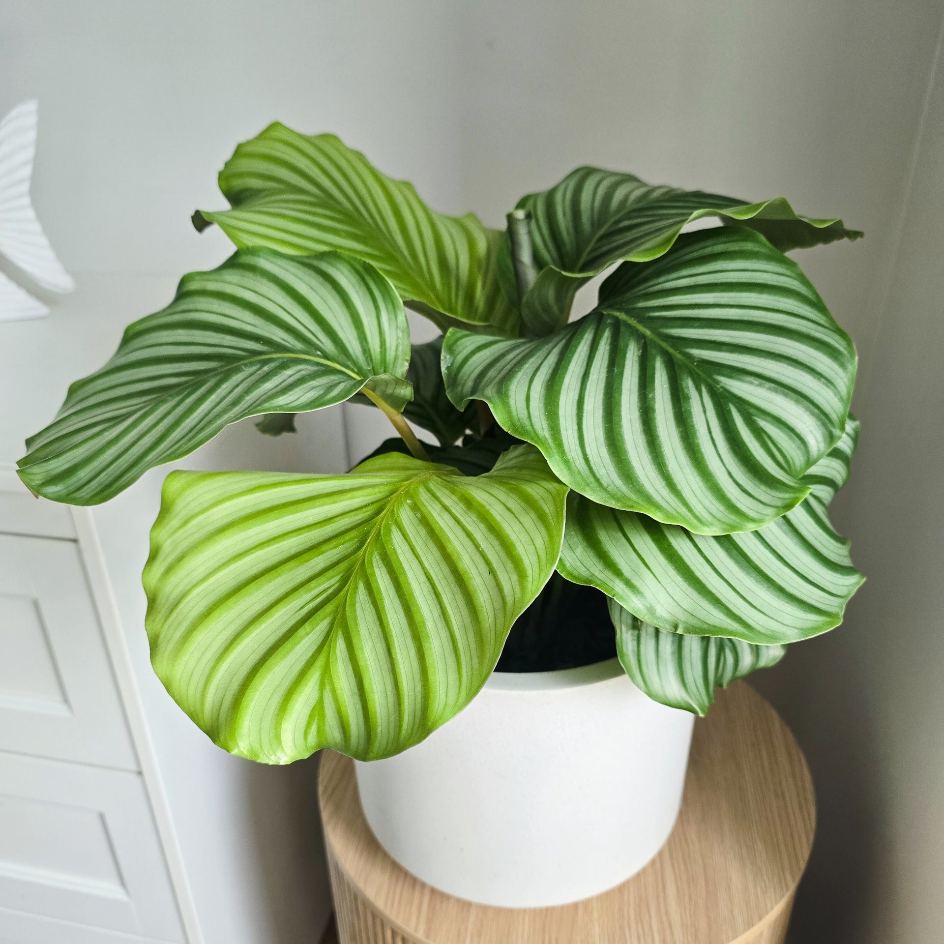 Calathea Orbifolia- Pet Friendly, Air-Purifying Plant Brisbane . – Jungle  Joy Plants and Co