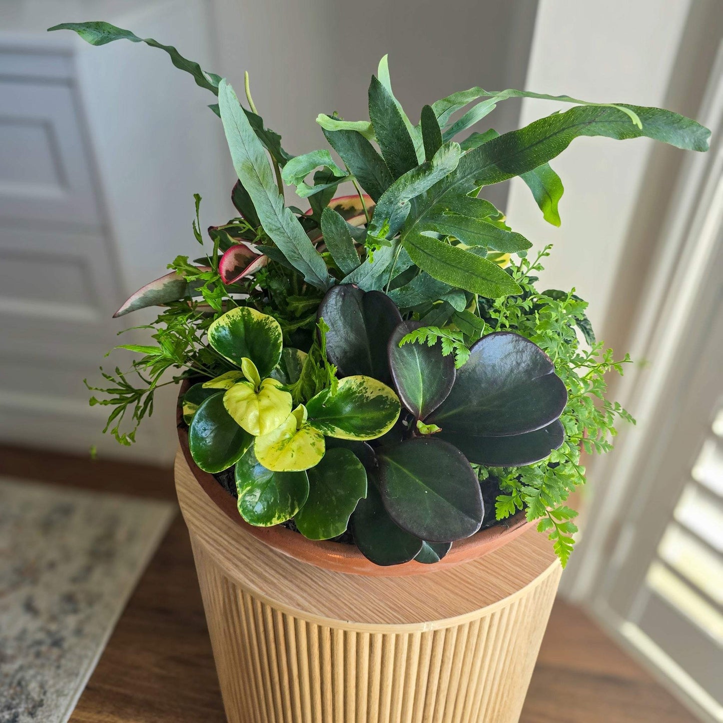 Indoor Plant Bowl – Perfect Gift Delivered in Brisbane