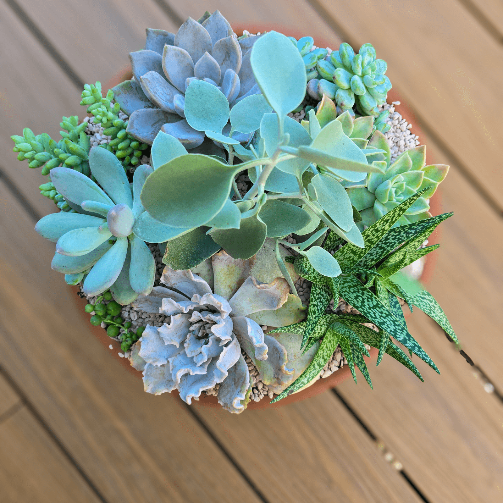 Handcrafted succulent bowl with mixed low-maintenance plants.  Easy-care plant arrangement delivered straight to your door.  Planted Succulent Bowl, Planted Gift Idea, Perfect Gift, Gift that will last 