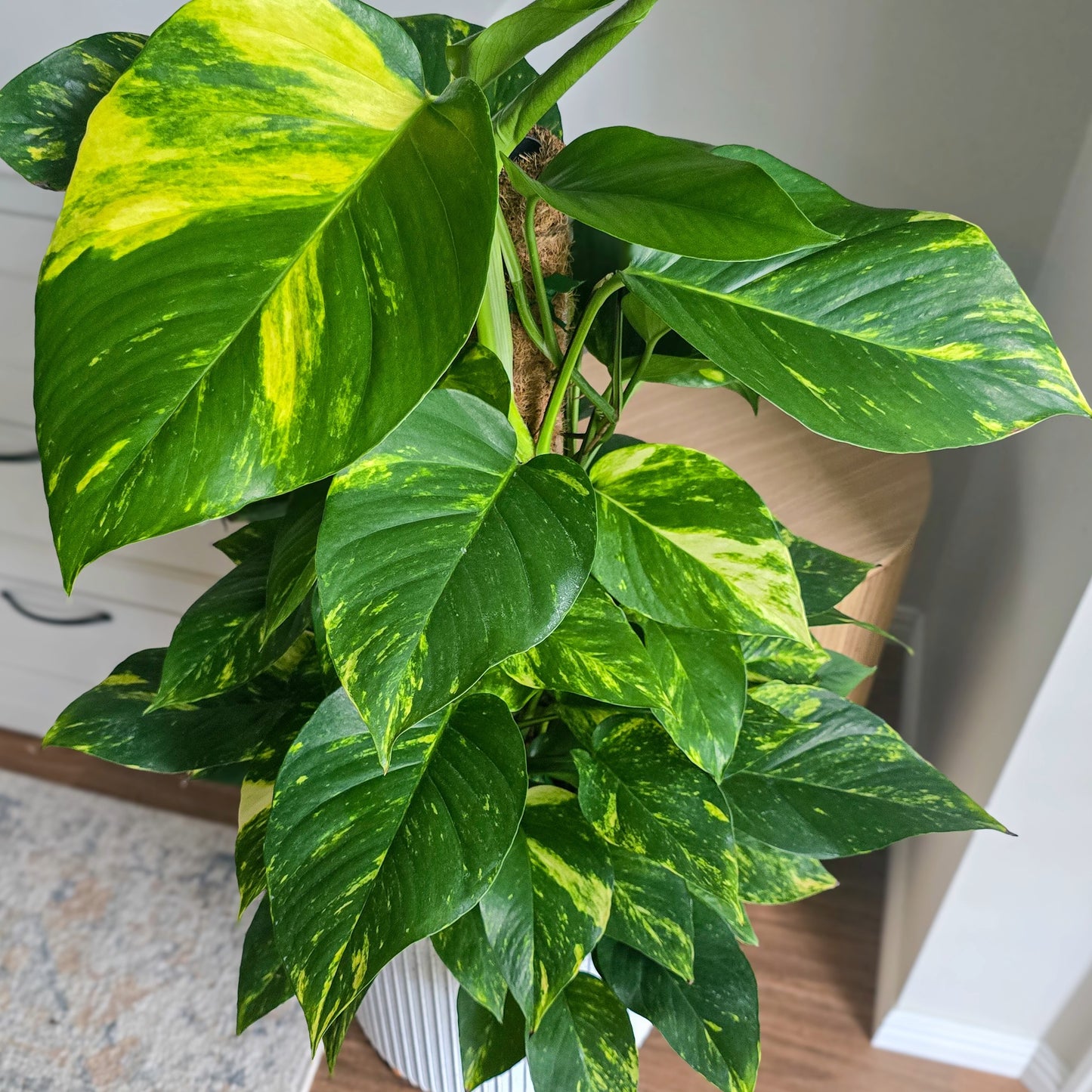 Large Pothos Plant showing green and yellow leaves close up on totem in white decorative pot indoors 