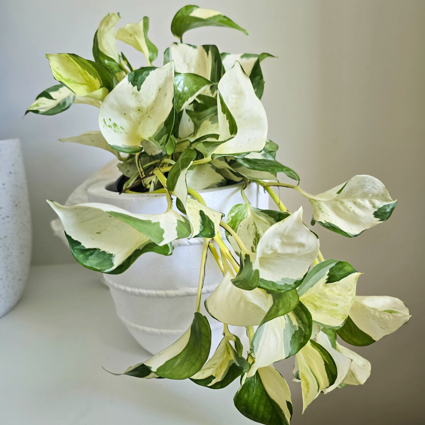 Epipremnum aureum ‘Manjula’ – Manjula Pothos Indoor Plant
