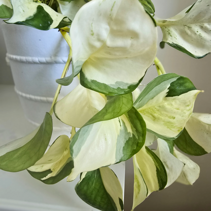 Epipremnum aureum ‘Manjula’ – Manjula Pothos Indoor Plant