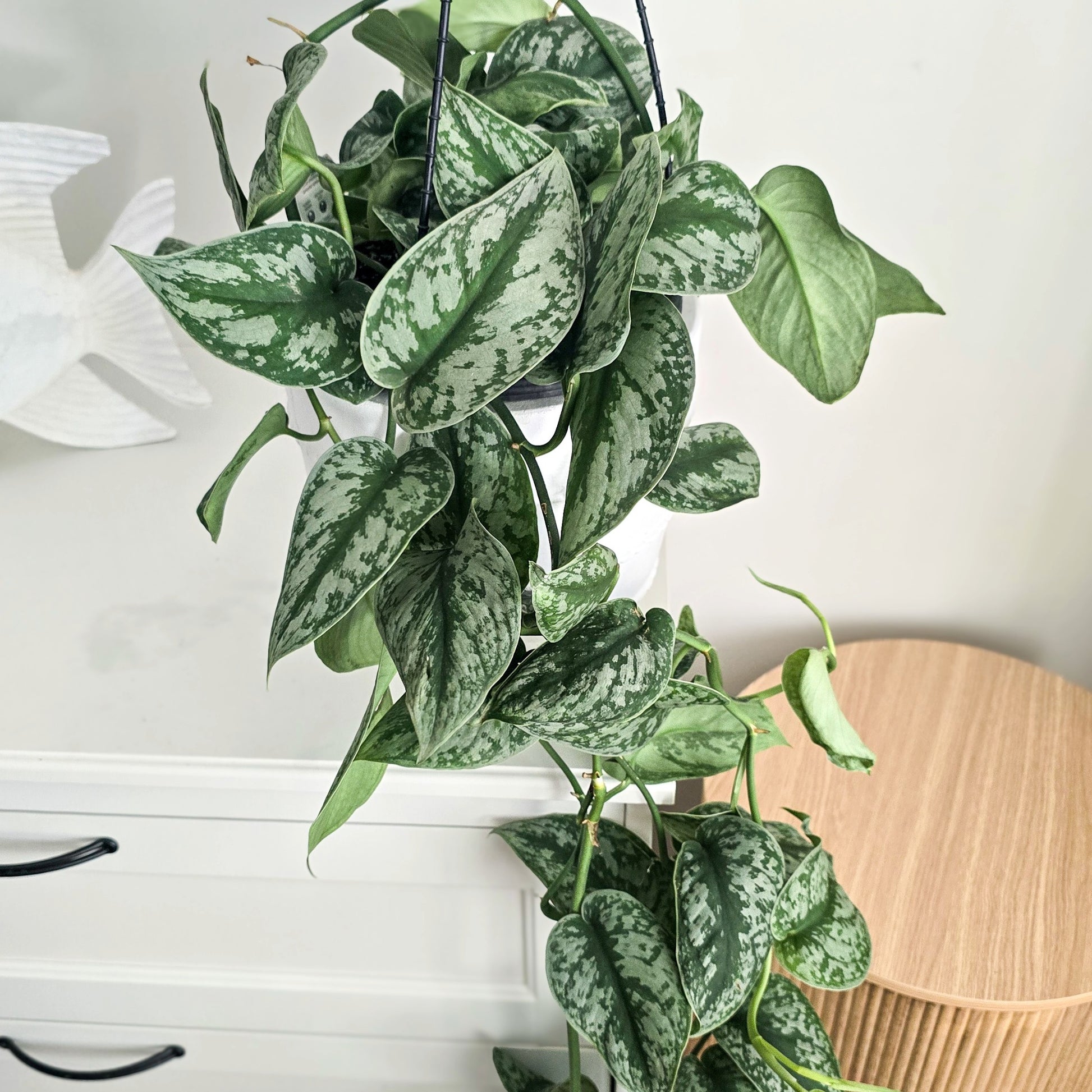 Large Indoor Plant Pothos Satin with silver green leaves in home setting, trailing over white furniture- Jungle Joy Plants and Co, Brisbane 