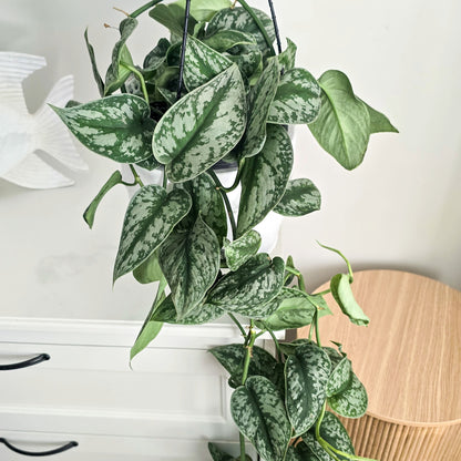 Large Indoor Plant Pothos Satin with silver green leaves in home setting, trailing over white furniture- Jungle Joy Plants and Co, Brisbane 
