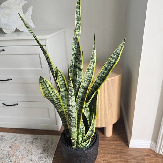 Snake Plant - Sanseviera Laurentii