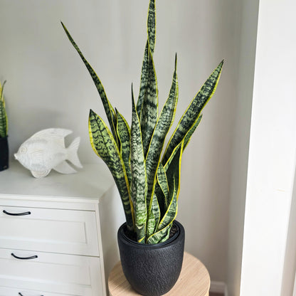 Snake Plant - Sanseviera Laurentii