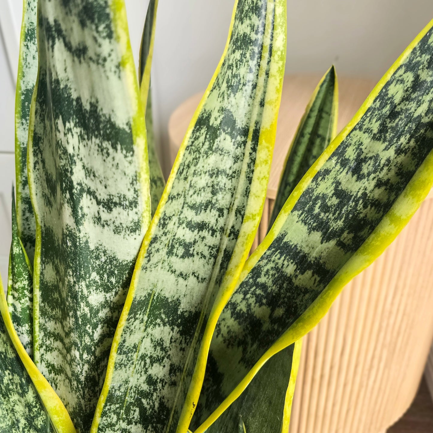 Snake Plant - Sanseviera Laurentii
