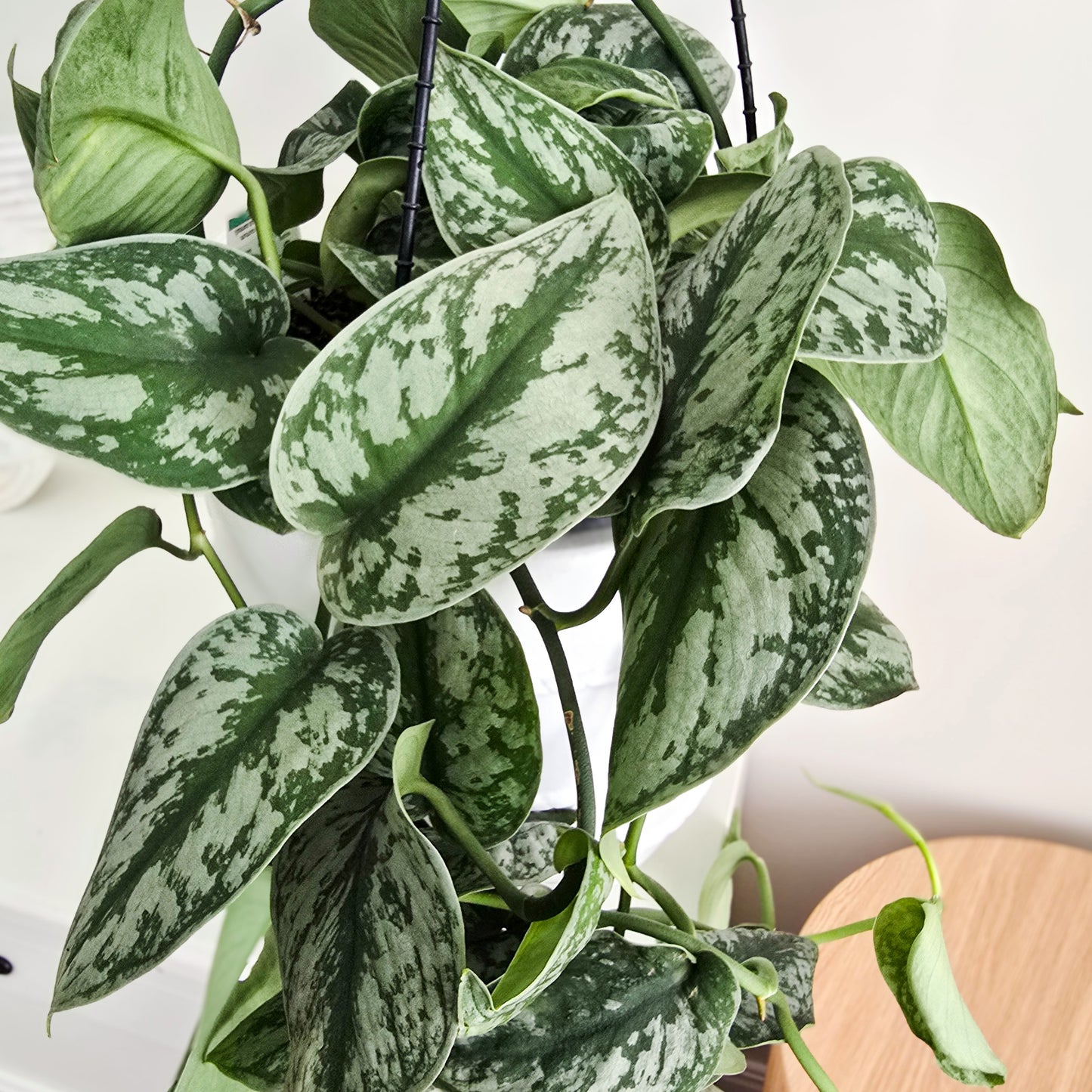 Hanging pothos plant -  pothos satin- with silver and green leaves variegation close-up, trailing over furniture in indoor settings. Brisbane Indoor Plants Jungle Joy Plants and Co 