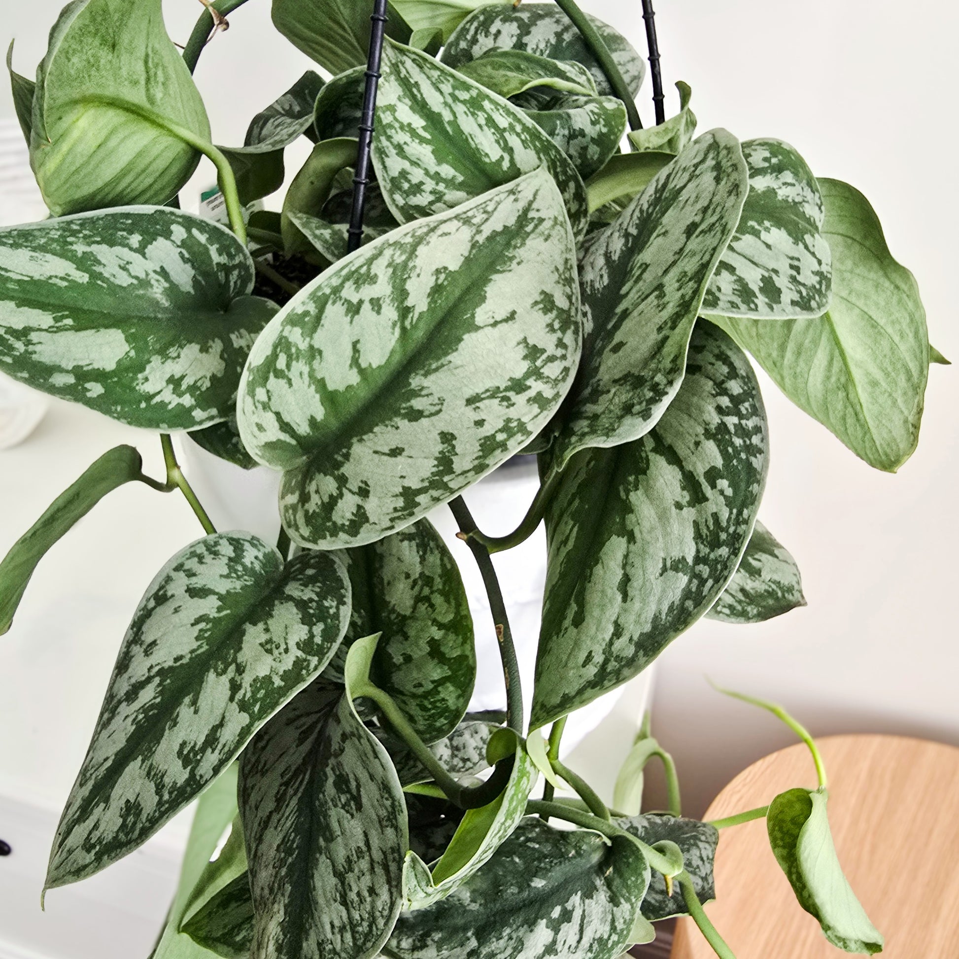 Hanging pothos plant -  pothos satin- with silver and green leaves variegation close-up, trailing over furniture in indoor settings. Brisbane Indoor Plants Jungle Joy Plants and Co 
