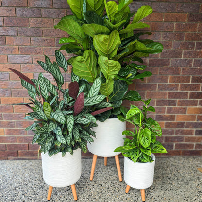 Sirroco Tripod Pot in white with indoor plant