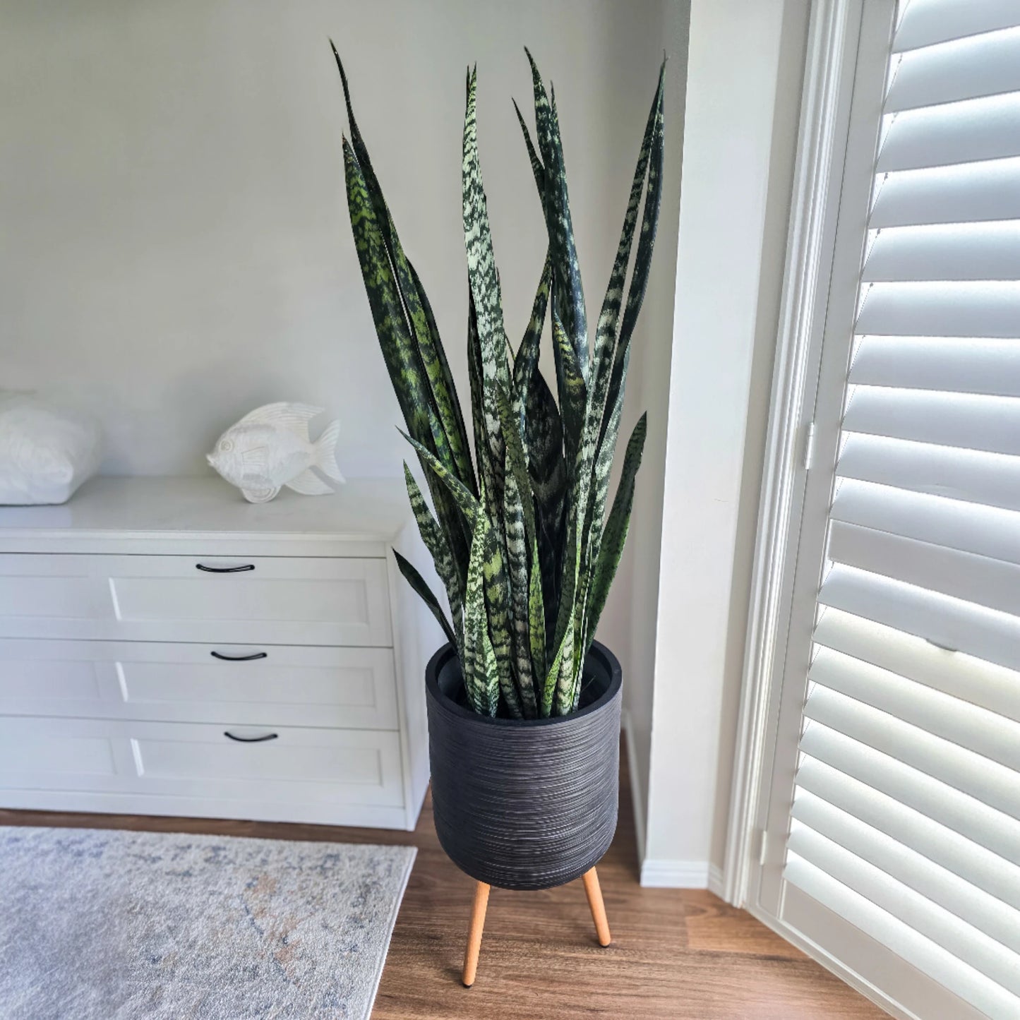 Large Snake plant in a indoor black pot with timber legs, in a room with a white dresser and wooden floor.