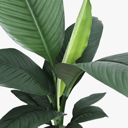 sonia peace lily Peace Lily (Spathiphyllum Sensation) – Jungle Joy Plants and Co
