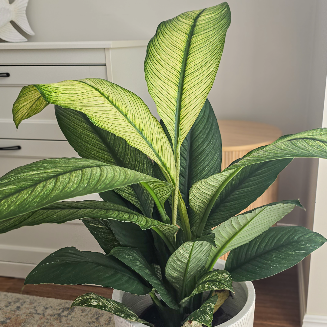Variegated Peace Lily, Spathiphyllum Sensation, Best Indoor Plant, Best Indoor Plant for Brisbane, Best  Air purifier, Easy to care plant, Low maintenance plant 