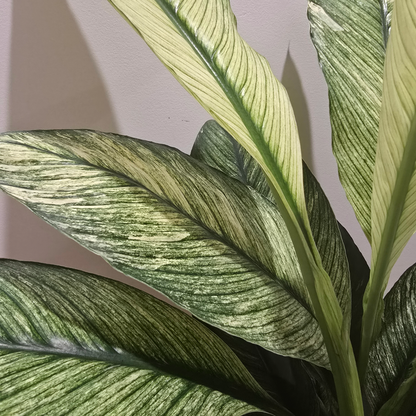 Variegated Peace Lily, Spathiphyllum Sensation, Best Indoor Plant, Best Indoor Plant for Brisbane, Best Air purifier, Easy to care plant, Low maintenance plant 