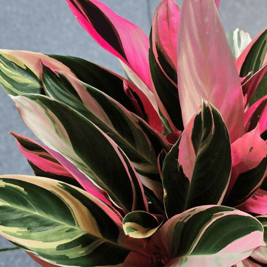 Stromanthe Tricolour, Easy to care indoor plant, pet friendly plant, Pet safe inddor plant, low maintenance indoor plant 