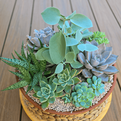 Handcrafted succulent bowl with mixed low-maintenance plants.  Easy-care plant arrangement delivered straight to your door.  Planted Succulent Bowl, Planted Gift Idea, Perfect Gift, Gift that will last 