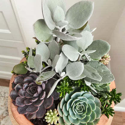 Succulent bowl arrangement in terracotta bowl in bright indoors . Perfect Mother's Day Gift, Mother's Day Flowers
