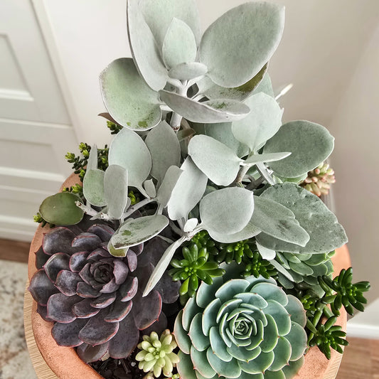 Succulent bowl arrangement in terracotta bowl in bright indoors . Perfect Mother's Day Gift, Mother's Day Flowers