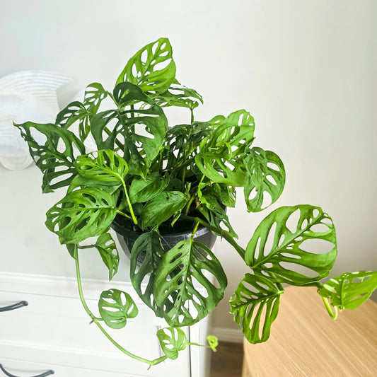 Monstera Adasonii plant on a wooden white surface  indoor with a white background. Large trailing plant in hanging basket