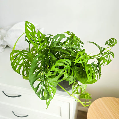 Swiss Cheese Plant Monstera Adasonii plant on a white surface with a neutral background in black hanging basket