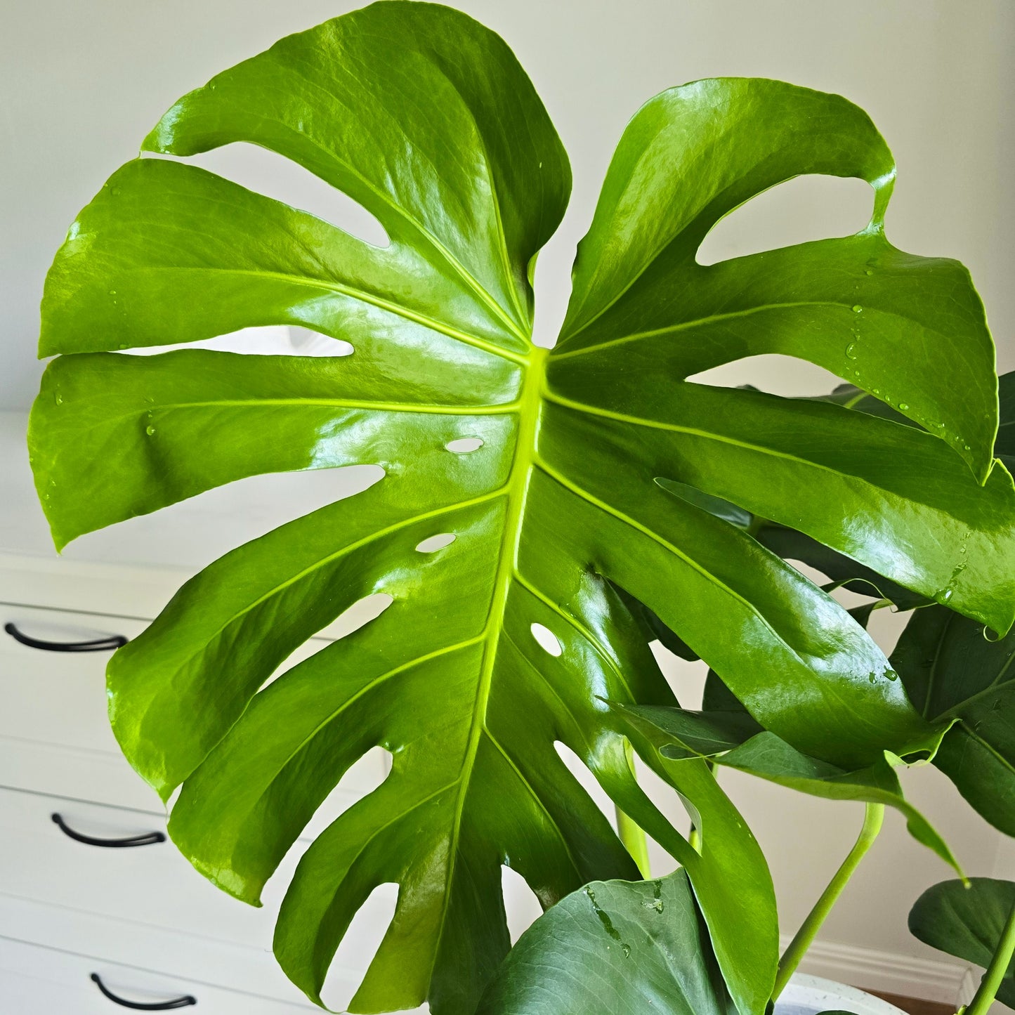 swiss cheese plant air purifying Monstera Swiss Cheese Plant – Stylish Indoor Air-Purifying Beauty – Jungle Joy Plants and Co
