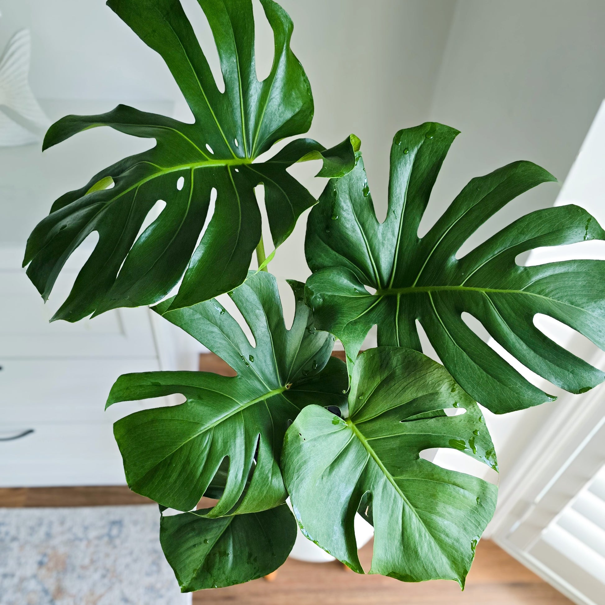 swiss cheese plant delivery Monstera Swiss Cheese Plant – Stylish Indoor Air-Purifying Beauty – Jungle Joy Plants and Co
