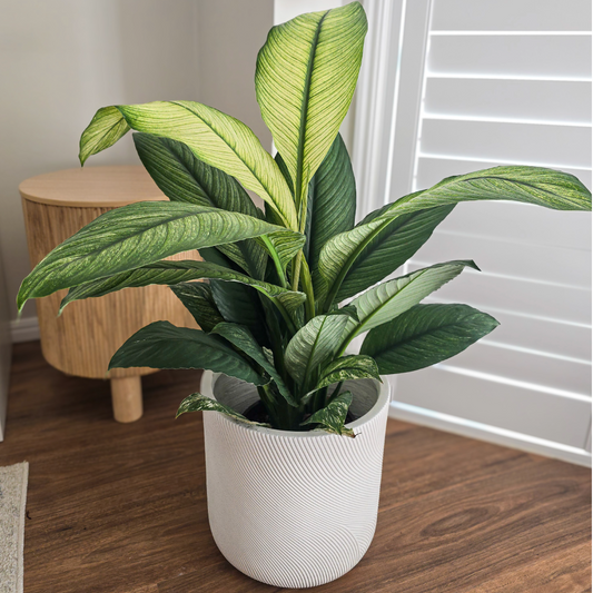 Variegated Peace Lily, Spathiphyllum Sensation, Best Indoor Plant, Best Indoor Plant for Brisbane, Best Air purifier, Easy to care plant, Low maintenance plant 