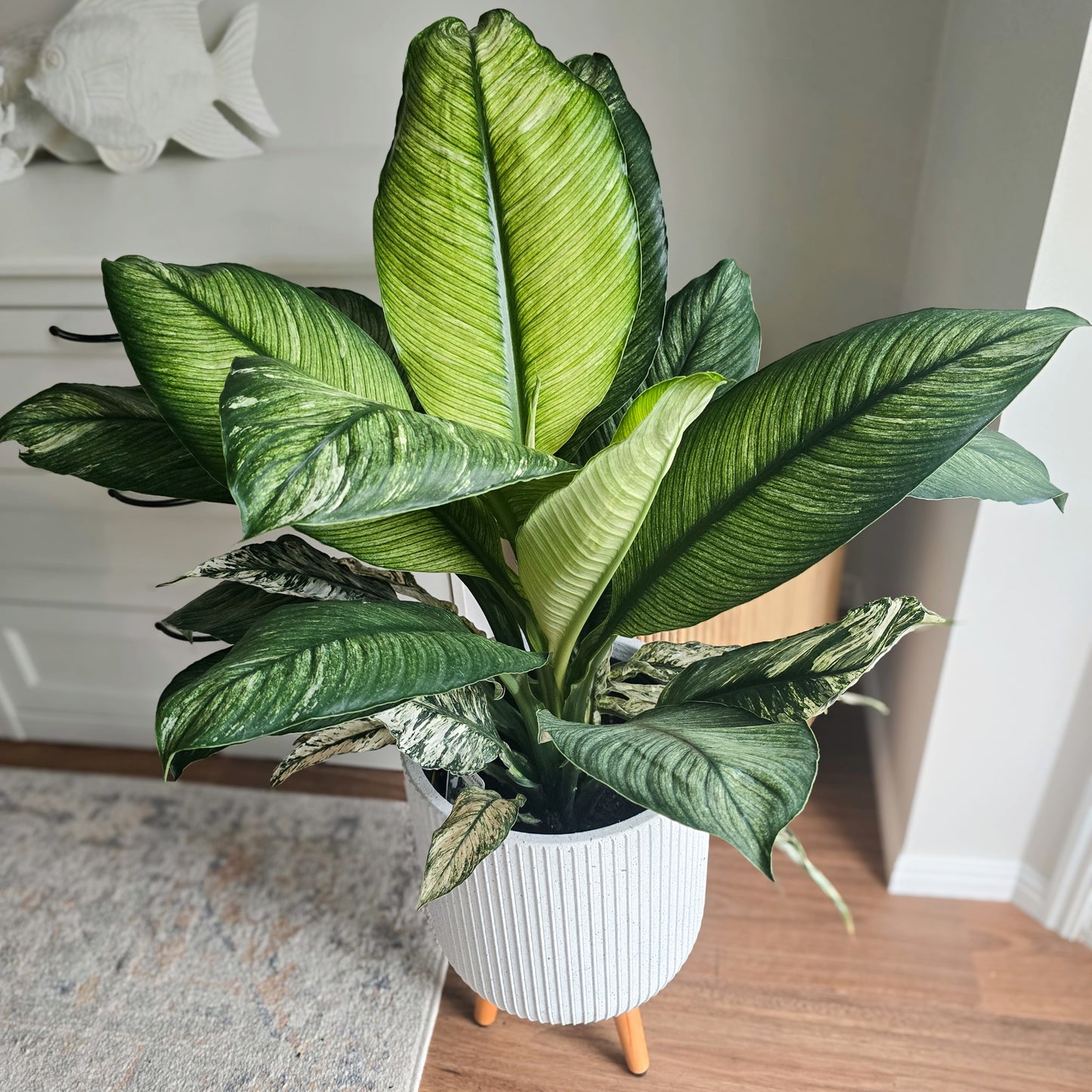 Variegated Peace Lily Plant- Large Peace Lily with variegated leaves in white indoor pot with wooden legs behind white indoor setting 