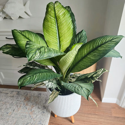 Variegated Peace Lily Plant- Large Peace Lily with variegated leaves in white indoor pot with wooden legs behind white indoor setting 