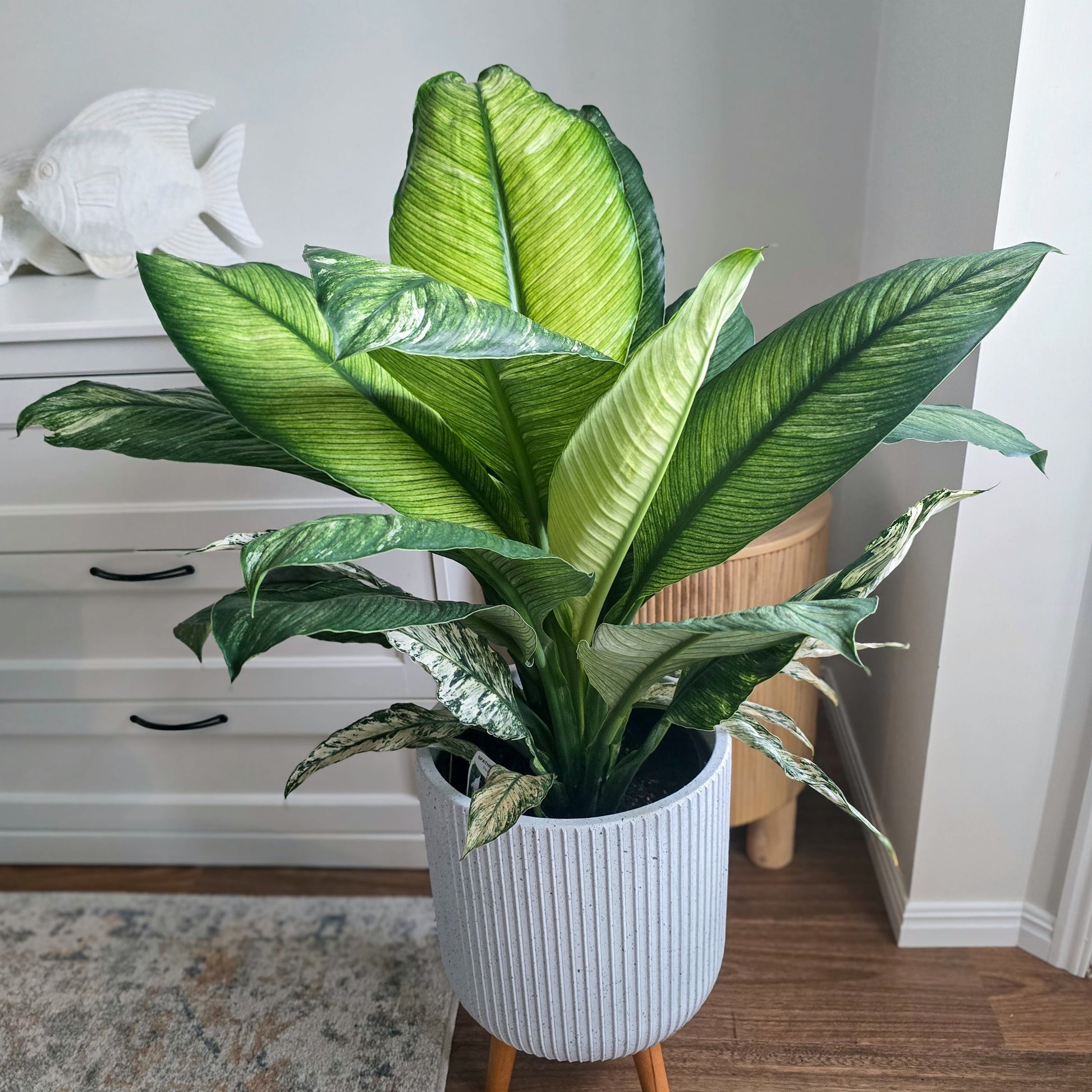 Peace Lily Plant in white pot on the timber legs in a room with a white dresser and wooden floor
