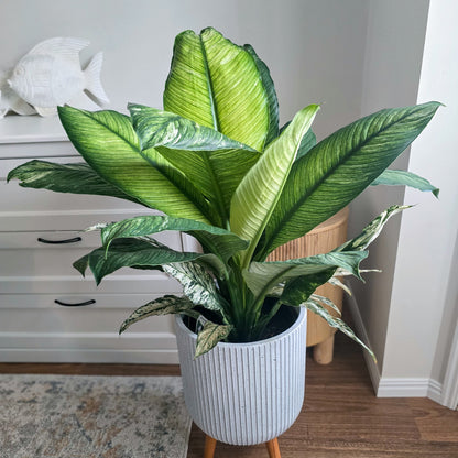 Peace Lily Plant in white pot on the timber legs in a room with a white dresser and wooden floor