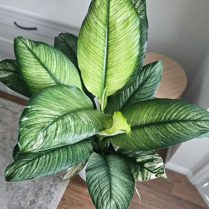 Large Peace Lily with variegated leaves, pictures from the top showing pattern on the leaves. White indoor Background 