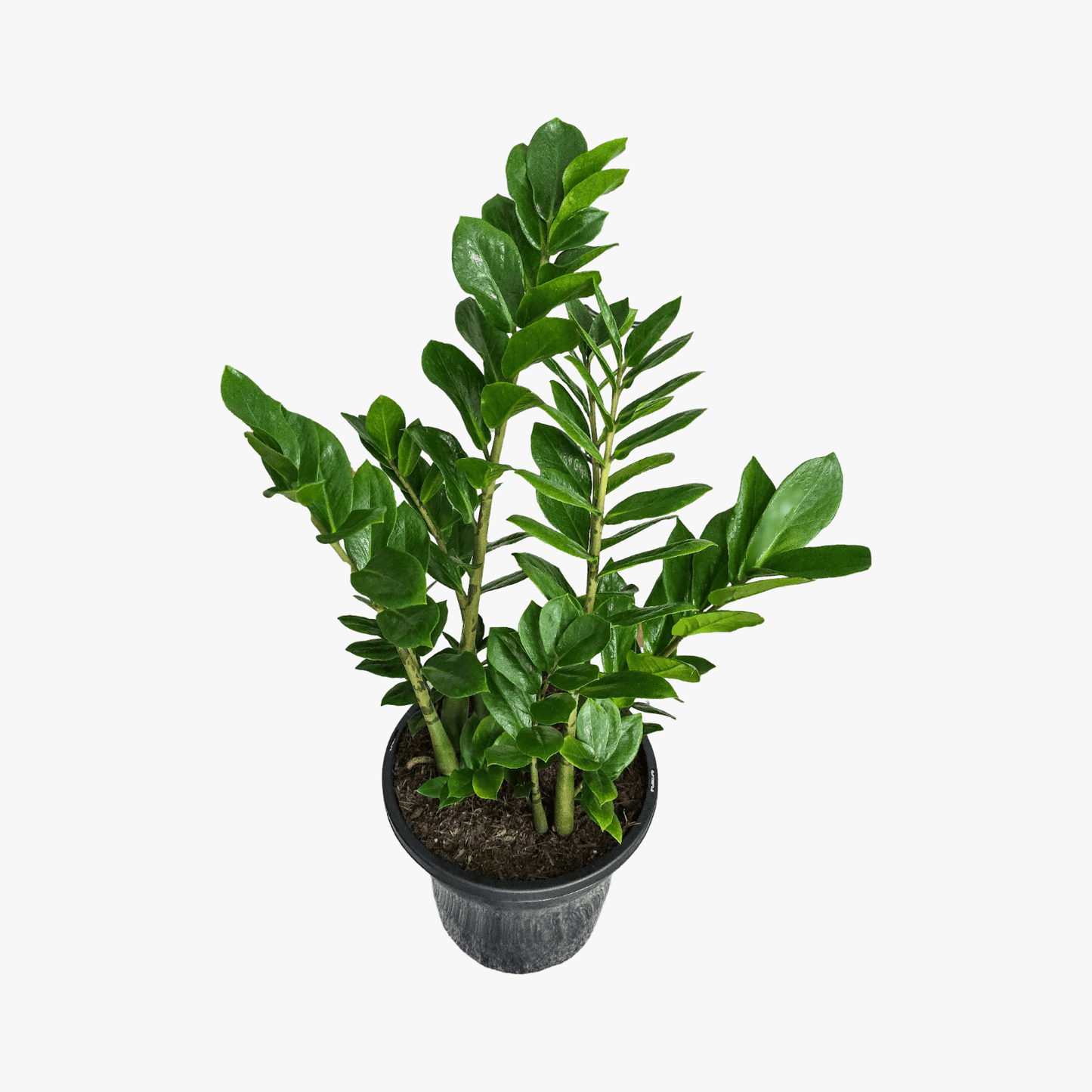 Zanzibar Gem, Zanzibar Plant, ZZ Plant, 
Zamioculcas zamiifolia, low maintenance indoor plant, 
air-purifying houseplant,
indoor plant Brisbane,
best plant for beginners