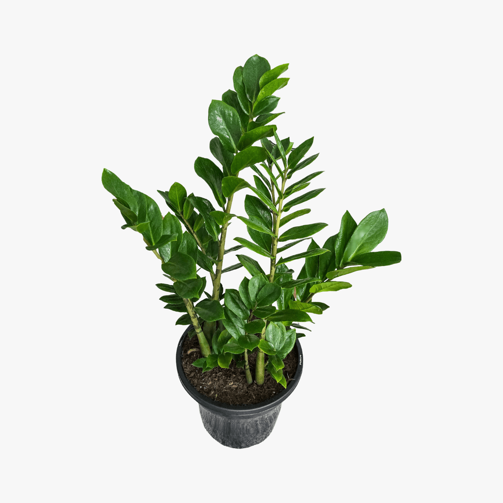 Zanzibar Gem, Zanzibar Plant, ZZ Plant, 
Zamioculcas zamiifolia, low maintenance indoor plant, 
air-purifying houseplant,
indoor plant Brisbane,
best plant for beginners