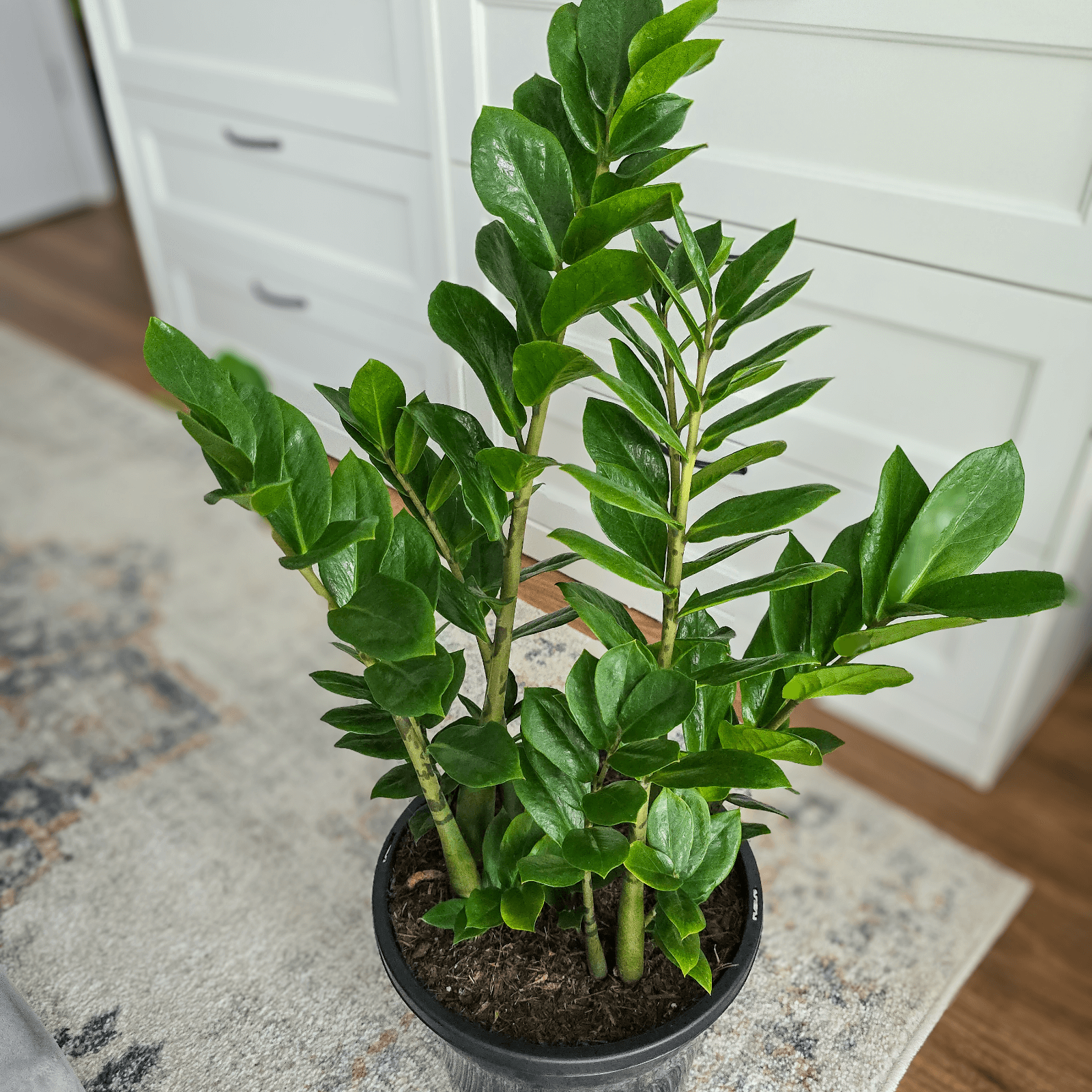 Zanzibar Gem, Zanzibar Plant, ZZ Plant, 
Zamioculcas zamiifolia, low maintenance indoor plant, 
air-purifying houseplant,
indoor plant Brisbane,
best plant for beginners
