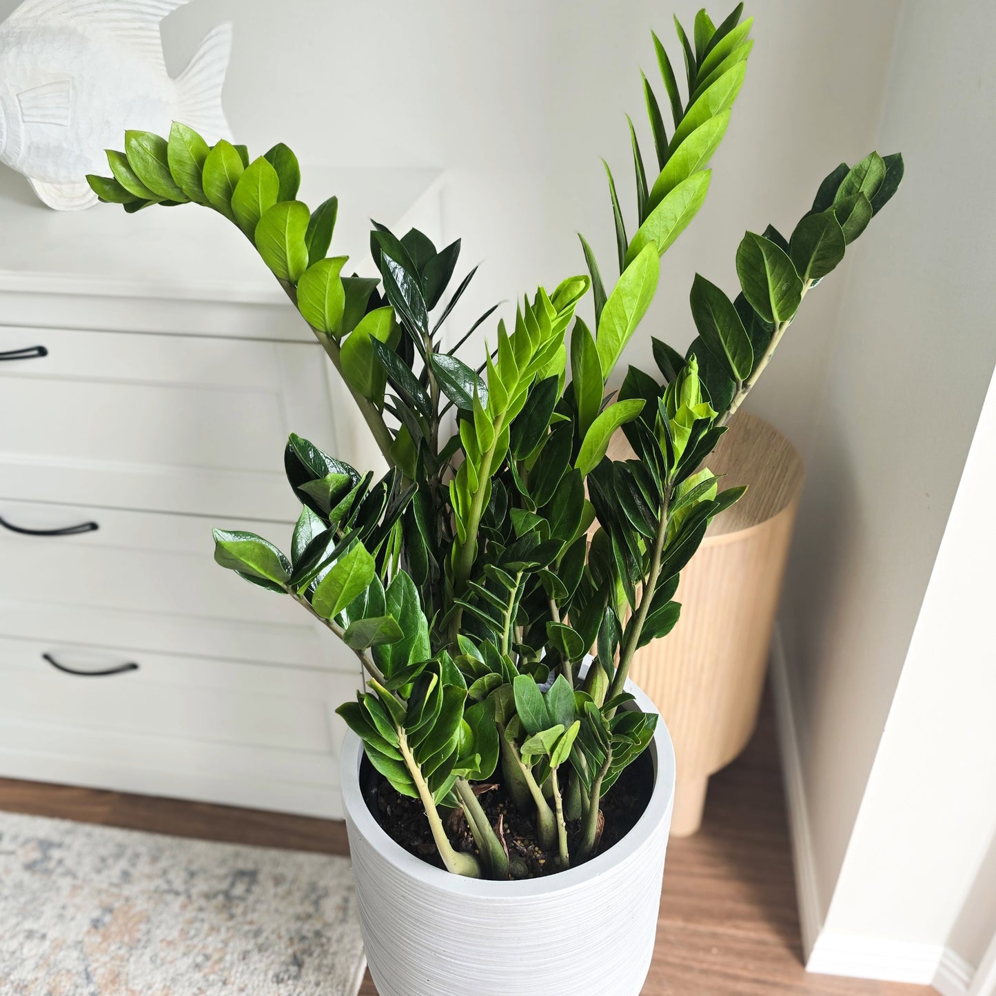 Zanzibar Gem (Zamioculcas zamiifolia)- The Easiest Indoor Plant