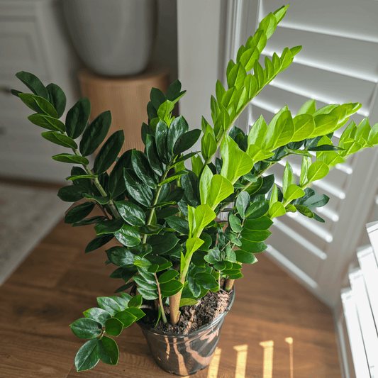 Zanzibar Gem, Zanzibar Plant, ZZ Plant, 
Zamioculcas zamiifolia, low maintenance indoor plant, 
air-purifying houseplant,
indoor plant Brisbane,
best plant for beginners