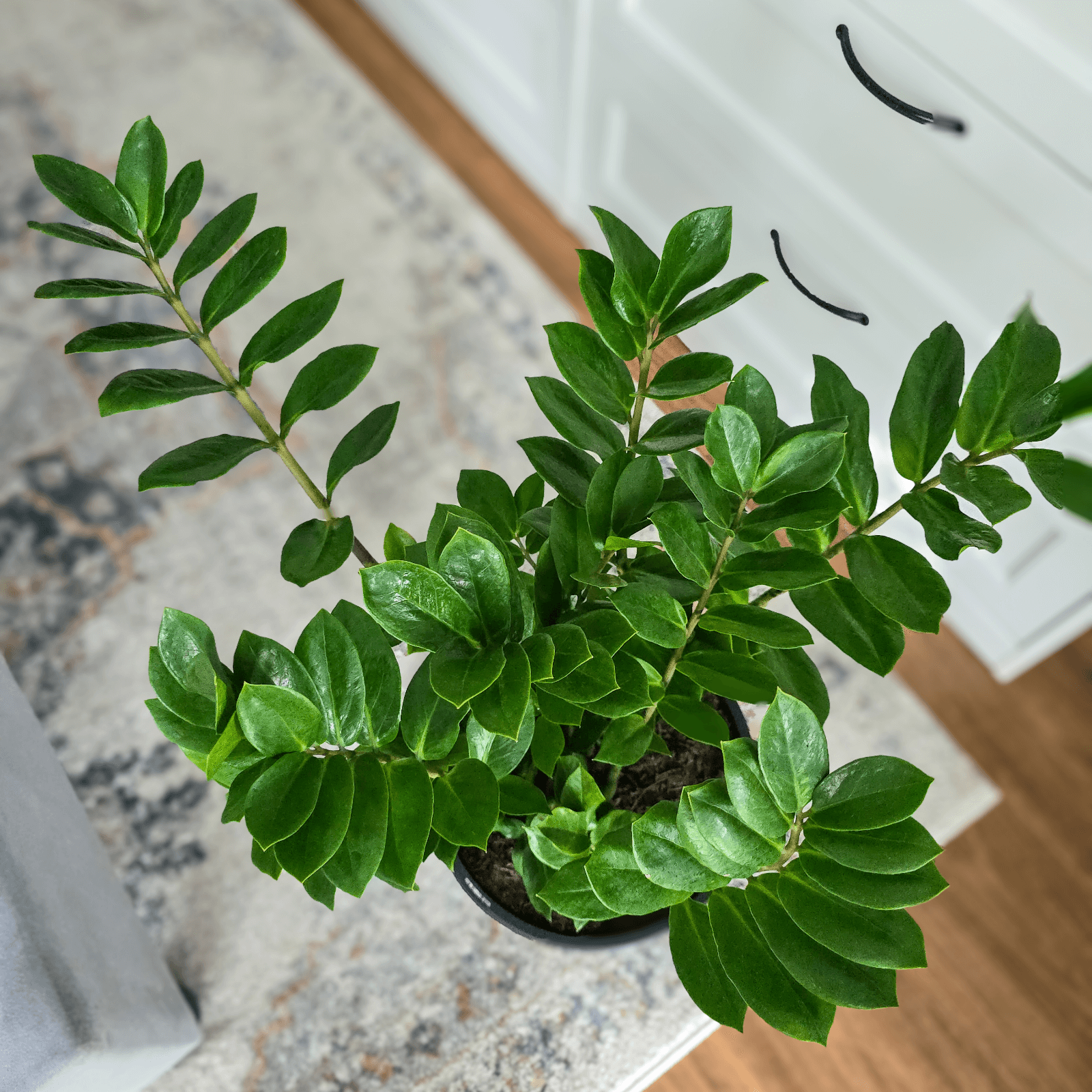 Zanzibar Gem, Zanzibar Plant, ZZ Plant, 
Zamioculcas zamiifolia, low maintenance indoor plant, 
air-purifying houseplant,
indoor plant Brisbane,
best plant for beginners